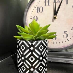 SUCULENTA EN MACETITA NEGRA