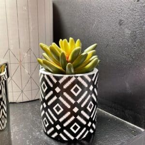 SUCULENTA EN MACETITA NEGRA