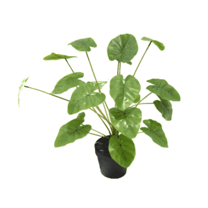 PLANTA 50CM