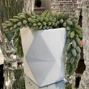 Suculenta en maceta de cemento Colgante