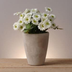 MARGARITAS EN MACETA DE CEMENTO