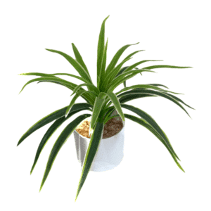 PLANTA 30CM