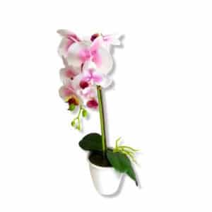 ORQUIDEA С/МАСЕТА