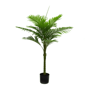 PLANTA CATECHU 110 CM