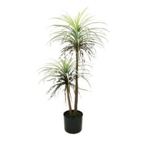PLANTA 135 CM