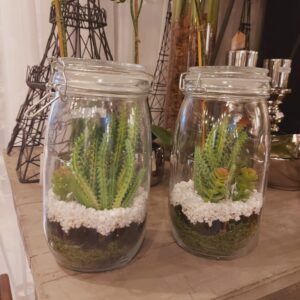 Terrario Frasco con Tapa