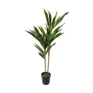 DRACAENA FRAGRANS 100 CM