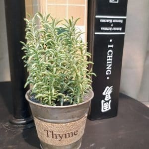 Tomillo En Plantin