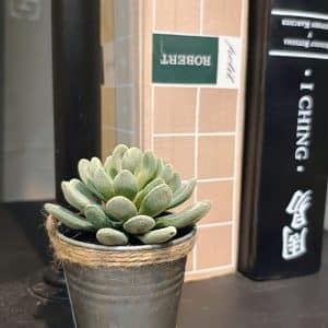 Suculenta en macetita de metal