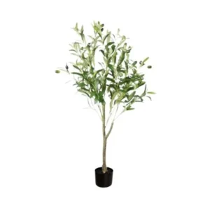 OLIVO 100CM