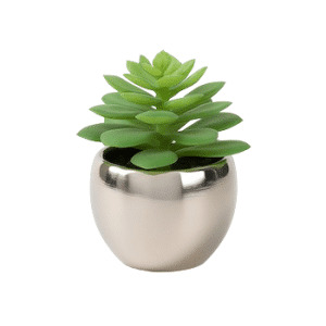 Flow Planta | Suculenta con maceta 8x13 cm