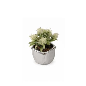 Spagno Silver | Planta con maceta 7x13 cm