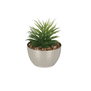 Vera | Planta con maceta 8x10 cm
